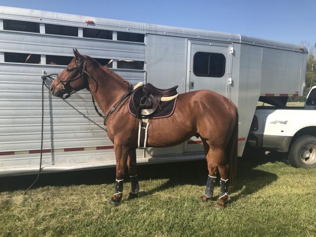 So You Want to Get an OTTB, Part II: The First Few Dates