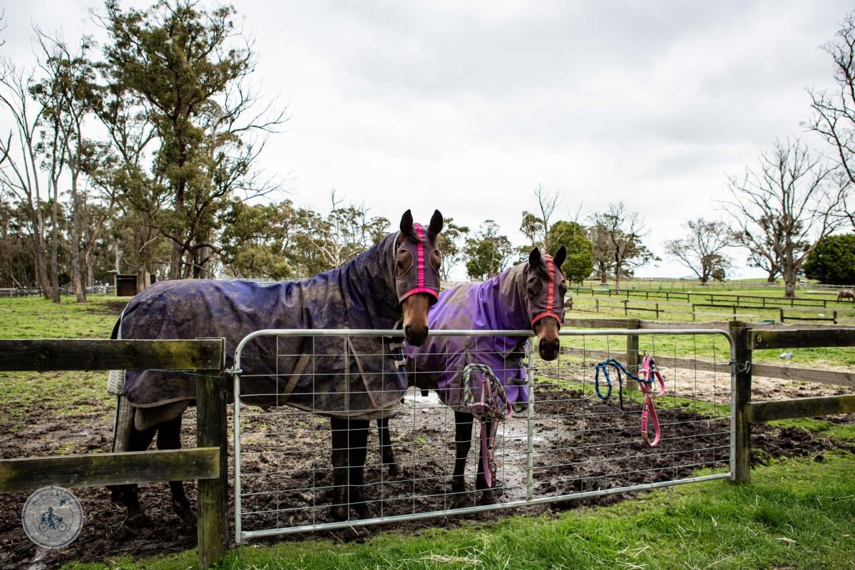 Two Studies That Tell Us a Lot About the U.S. Equestrian Space