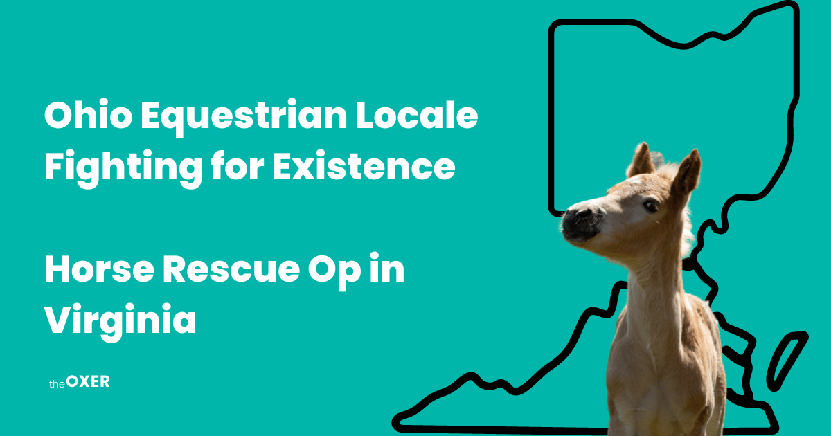Inside the Ohio Equestrian Community Overcoming an Existential Threat