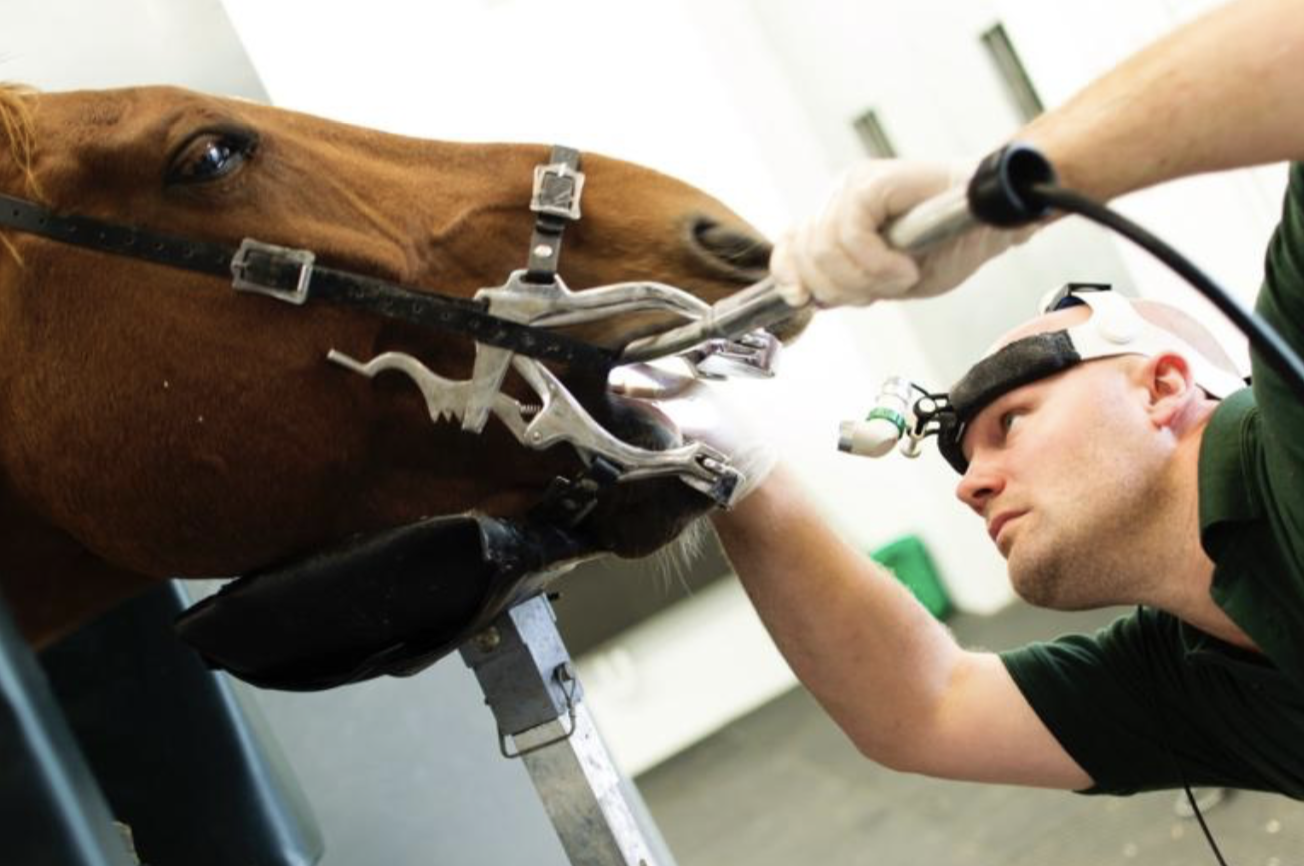 Can You Spot the Signs of Dental Pain in Your Horse?