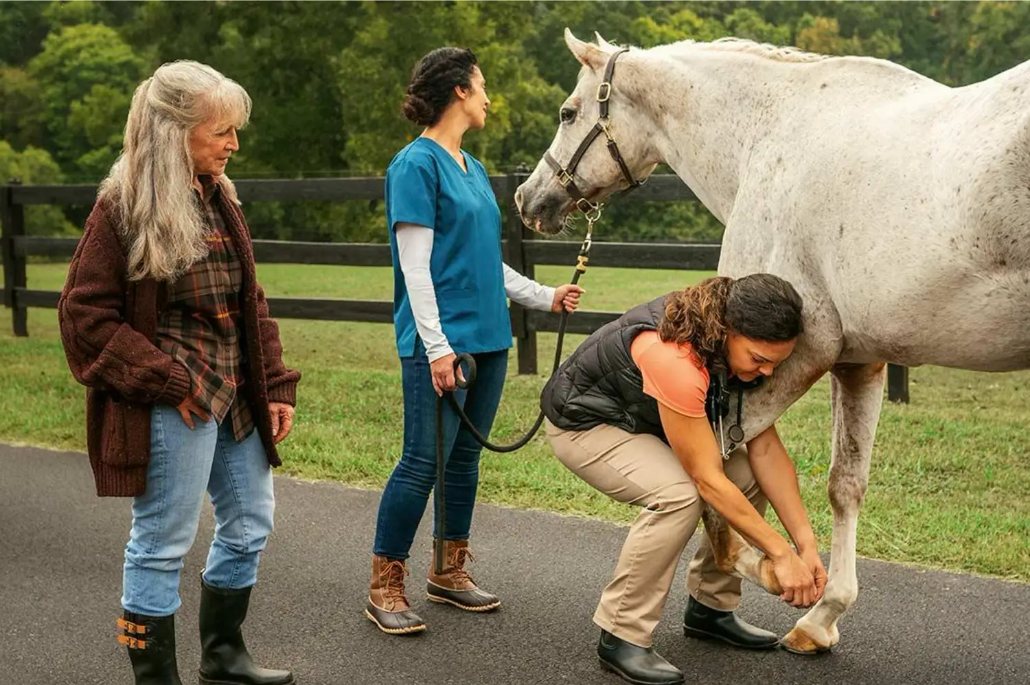 The Future of Equine Joint Management With Orthobiologics
