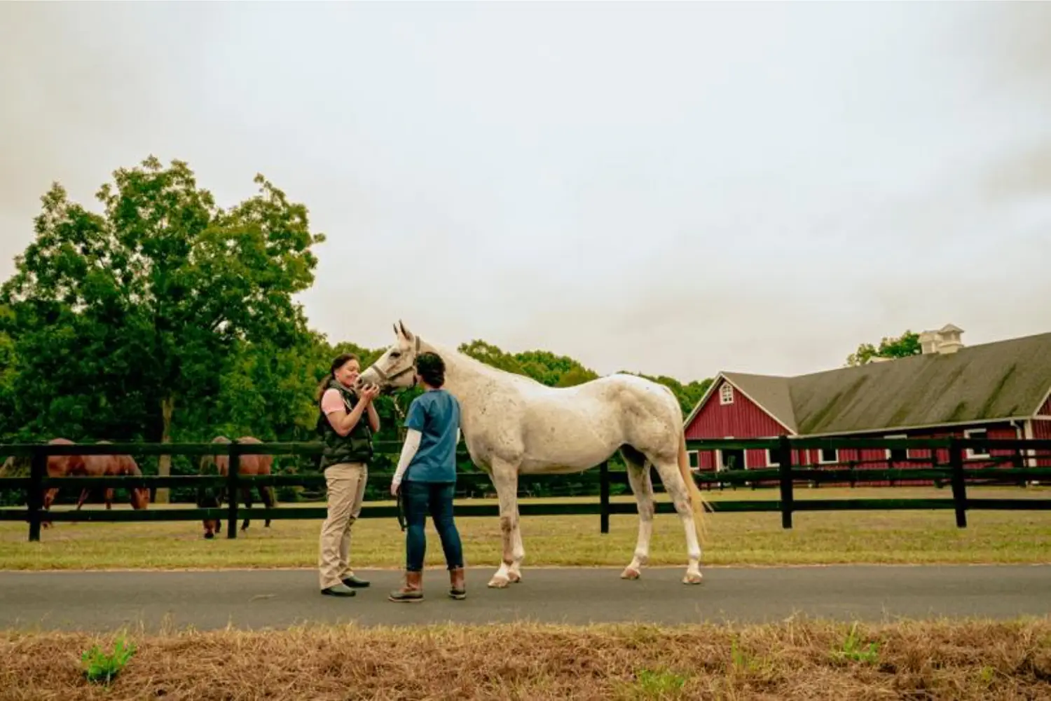 Four Potential Horse Emergencies and How to Respond to Them