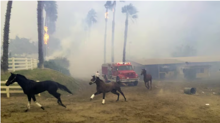 Disaster Planning for Horses in Wildfires, Part Two