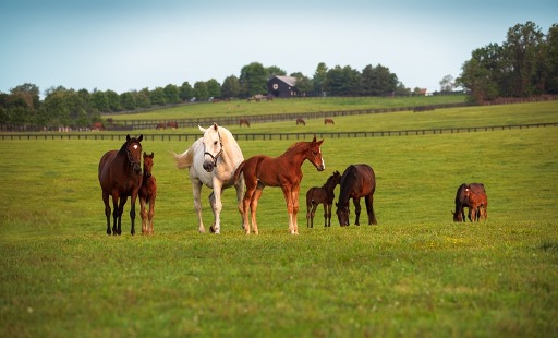 Biosecurity Tune-Up: Broodmare Care Edition