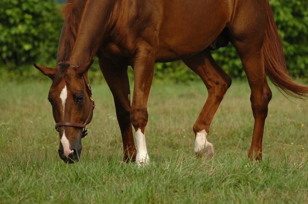 Stay ahead of parasites with targeted deworming