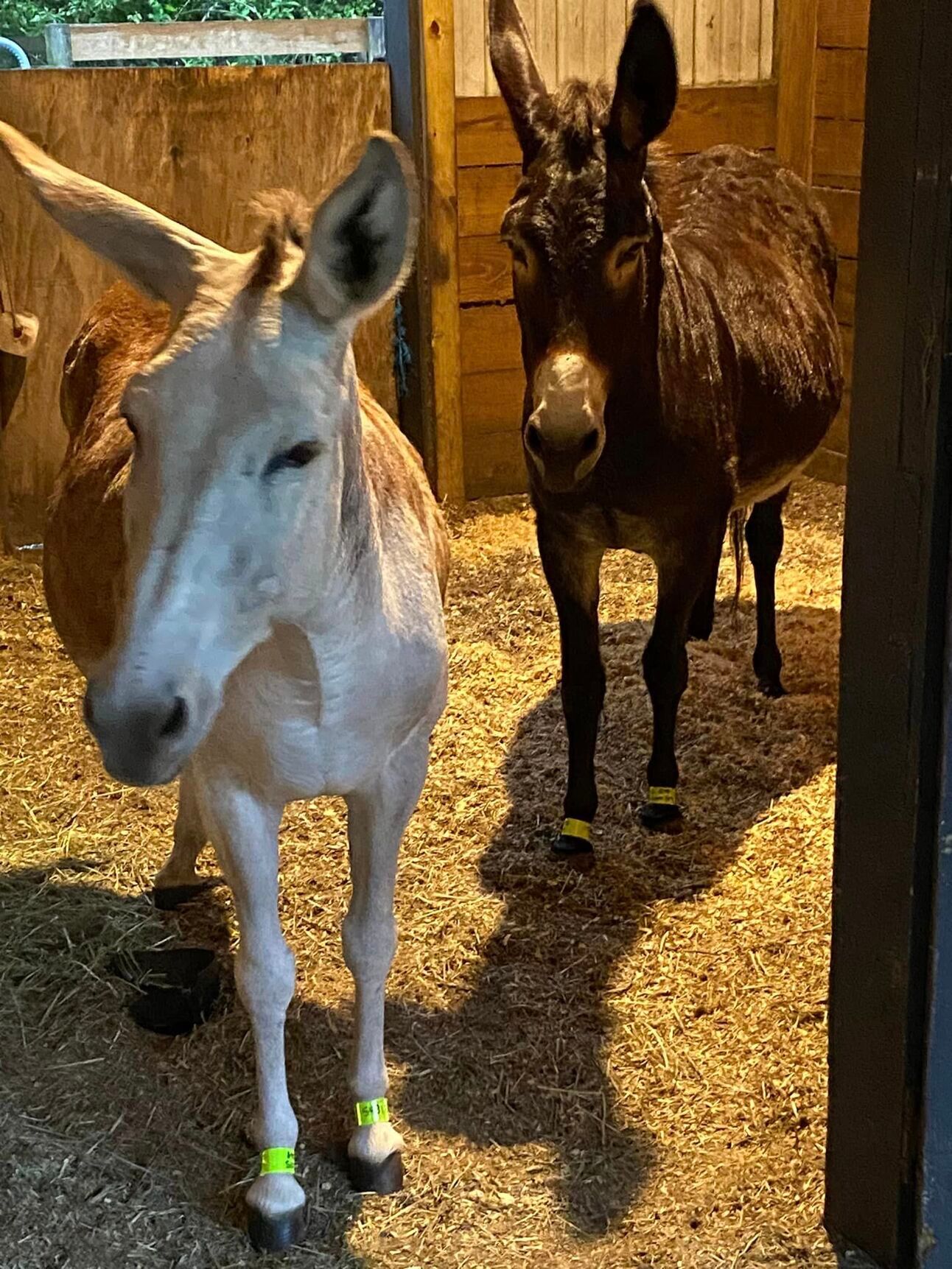 Disaster Planning for Horses in Hurricanes, Tornadoes and Flooding, Part Three