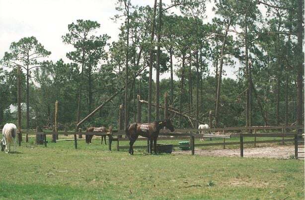 Disaster Planning for Horses, Part One