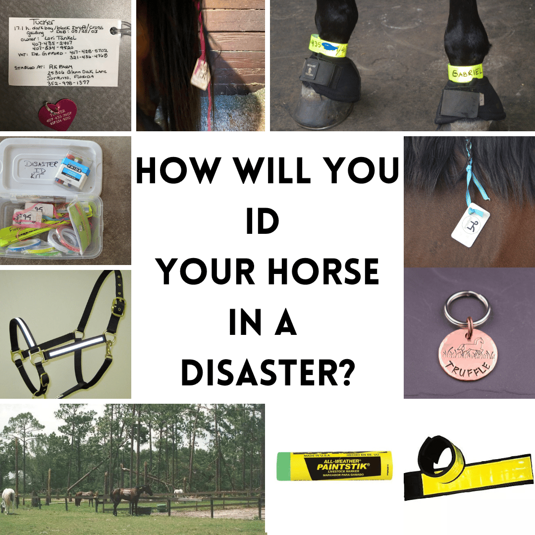 Your Horse Checklist for Natural Disasters